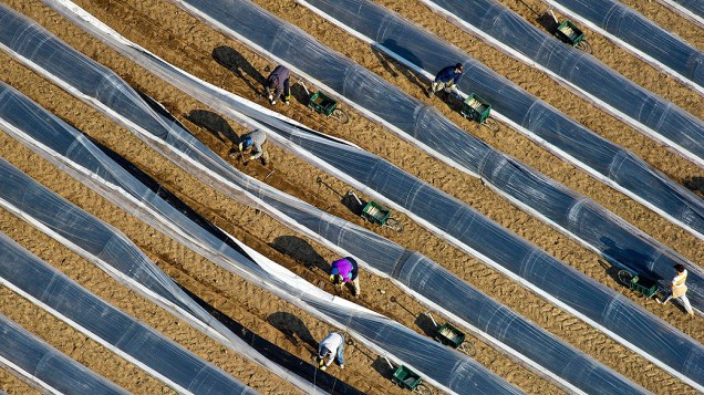 Agricultores colhem aspargos em Beelitz, na Alemanha