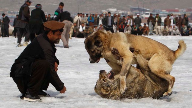 Competição de briga de cachorros, conhecidos como Kuchis, em Cabul, Afeganistão