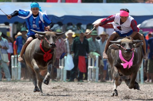 Tradicional corrida de búfalos em Chonburi, na Tailândia