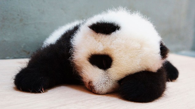 Filhote de panda gigante nascido em 7 de julho dorme no zoológico de Taipé (Taiwan)