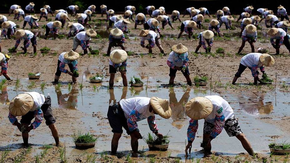 Plantação de arroz na Indonésia. A agricultura é o setor que mais emprega pessoas no país