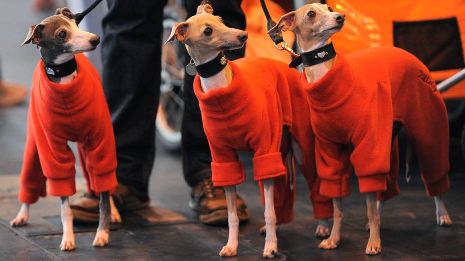 “Crufts Dog show”, em Birmingham VEJA