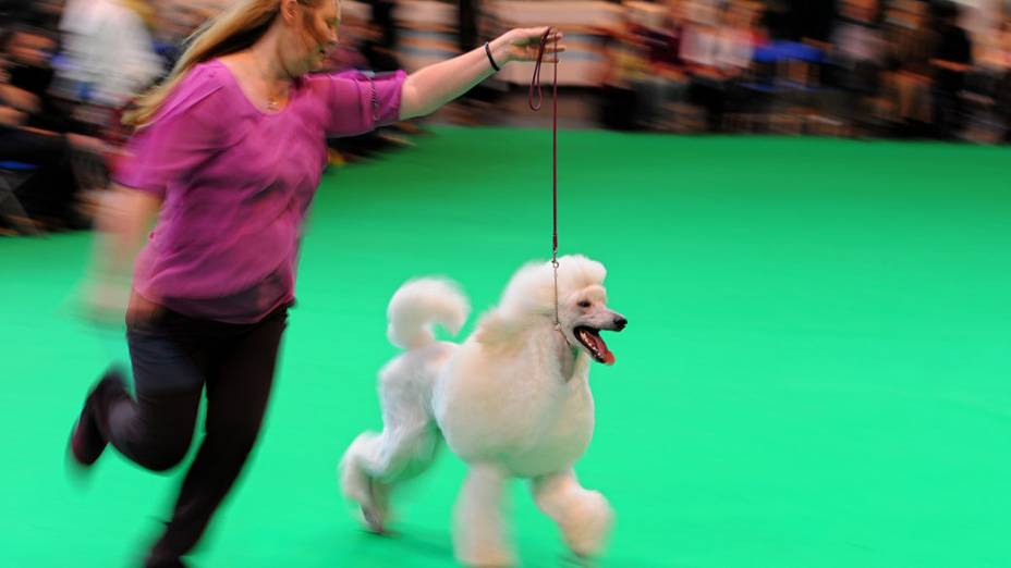 “Crufts Dog show”, em Birmingham VEJA