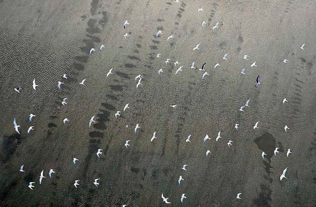 Pássaros sobrevoam a área poluída pelo óleo no Golfo do México, depois de uma explosão na plataforma Deepwater Horizon. Nesta sexta-feira, o vazamento espalhou-se até a costa da Louisiana, atingindo a vida selvagem da região. Segundo especialistas, o vazamento poderá se tornar o maior desastre ecológico dos Estados Unidos.