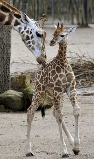 dia-carinho-girafa-afp-interna.jpg