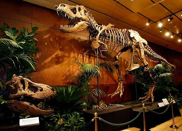 dia-esqueleto-tiranossauro-afp-interna.jpg