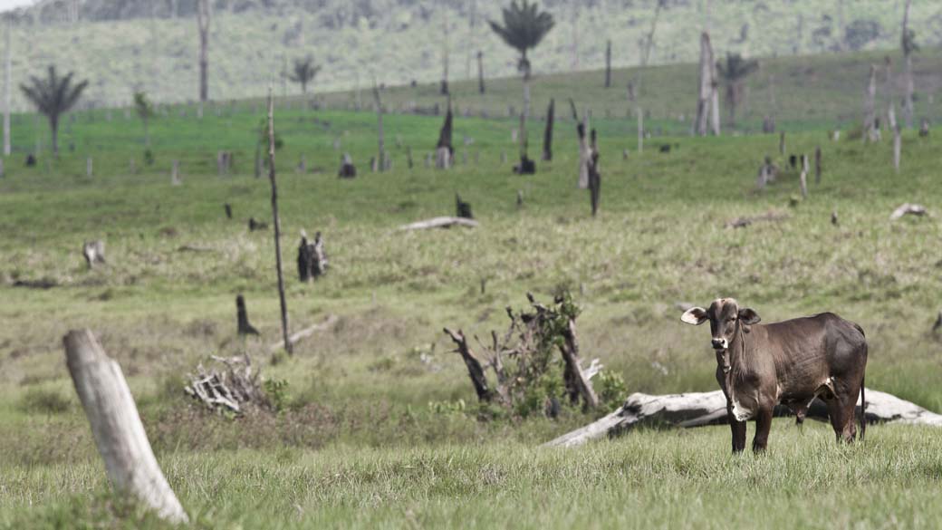 Pecuária também vem sentindo impactos da crise hídrica