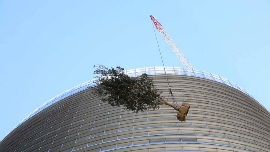 Em Sydney, Austrália, uma muda da árvore australiana Banksia é levada por um guindaste até o terraço do 28º andar do edifício Bligh Street