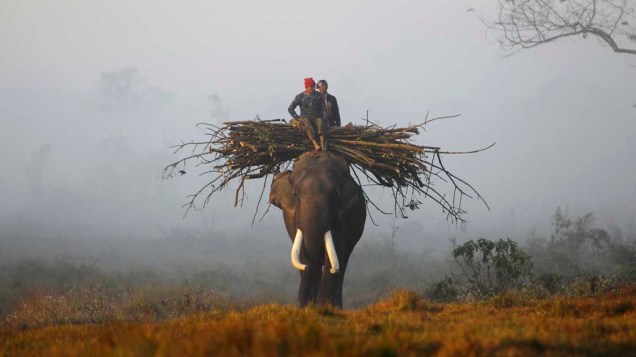 Homens montados em elefante retornam após a colheita de alimentos no Parque Nacional Chitwan em Sauraha, Nepal