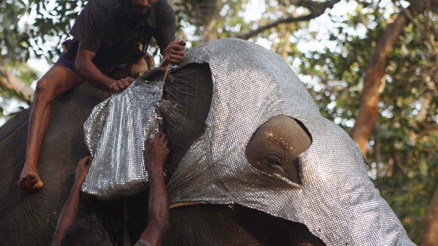 Homens preparam elefante para o festival “Navam Perehara” no Sri Lanka