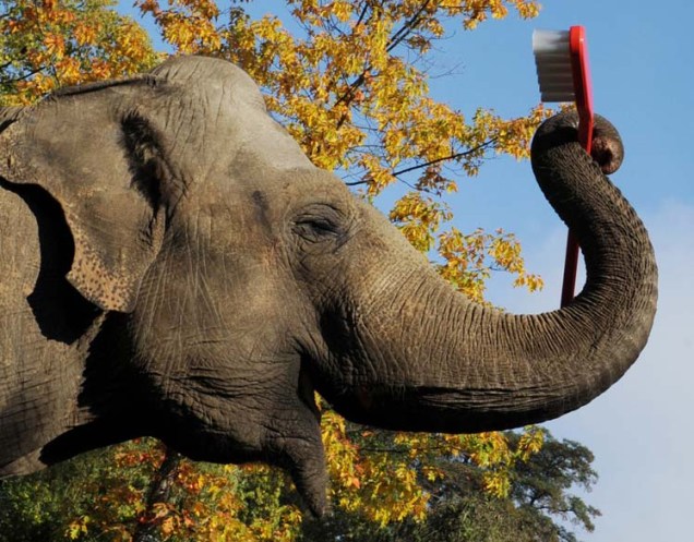 O elefante Mogli segura uma escova de dentes gigante em zoológico de Hamburgo, na Alemanha