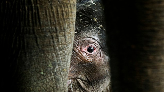 Filhote de elefante é amamentado durante sua apresentação ao público no zoológico de Berlim, na Alemanha. A filhote nasceu no último domingo e será chamada de Anchali