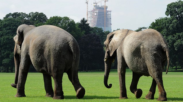 O casal de elefantes de circo Karla (esq.), de 46 anos, e Maschibi, de 36, caminham por um parque de Frankfurt, na Alemanha