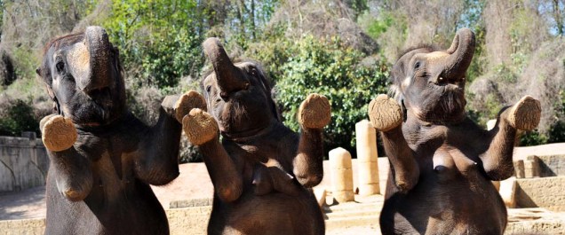 Elefantes se apresentam para os visitantes do zoológico de Hanover, Alemanha