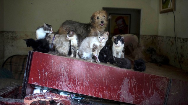 Animais se protegem em casa atingida pela enchente em Xerém, na Baixada Fluminense
