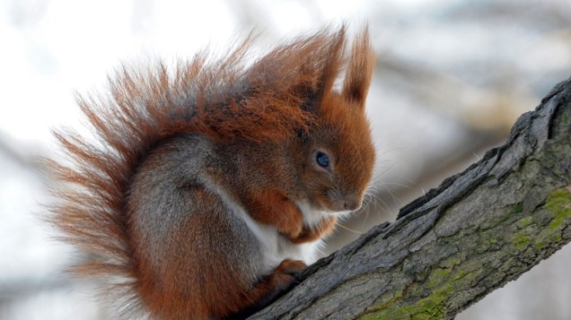 Esquilo se protege do frio em Varsóvia, Polônia