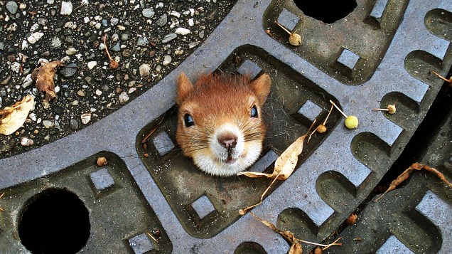 Um esquilo precisou ser resgatado no domingo (5) após entalar a cabeça em uma tampa de bueiro em uma rua em Isernhagen, na Alemanha