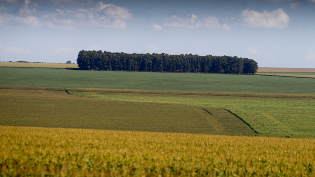 Atividade agrícola às margens da BR163, região de Bandeirantes (MS)