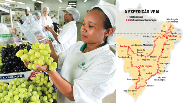 UVA COM SABOR DE ALGODÃO-DOCE - Petrolina (PE) tem hoje a maior área experimental de uvas do planeta, com pesquisas sobre 110 variedades do fruto