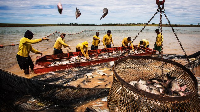 Produção de peixes na empresa Delicious Fish em Sorriso (MT)