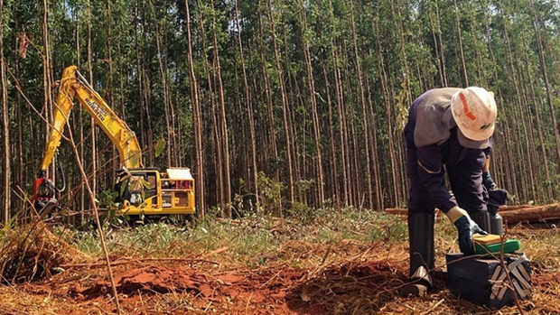 Expedição VEJA - Homem trabalha na extração de madeira para a produção de celulose