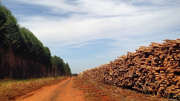 Expedição VEJA - A floresta de um lado e a madeira pós colheita do outro. O cenário faz parte da produção de celulose na cidade de Três Lagoas, no Mato Grosso do Sul