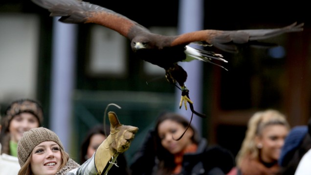 Miss Turquia, Gizem Karaca, impulsiona voo de falcão de 10 anos de idade em Gleneagles, Grã-Bretanha
