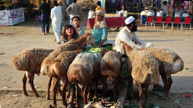 Família tenta vender ovelhas em mercado na cidade de Islamabad, no Paquistão