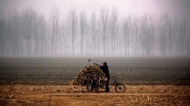 Agricultor recolhe talos de milho após queimada de plantação em Pequim, China