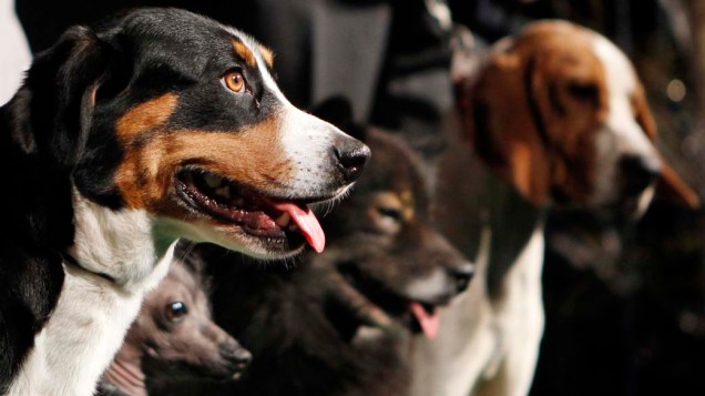 Quatro das seis raças que participam pela primeira vez do 136º Show de Cães do Clube "Westminster Kennel" em Nova York