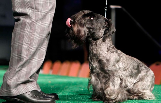 Cão da raça Cesky Terrier durante 136º Show de Cães do Clube "Westminster Kennel" em Nova York
