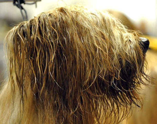 Cão da raça Briard durante preparação para o 136º Show de Cães do Clube "Westminster Kennel" em Nova York