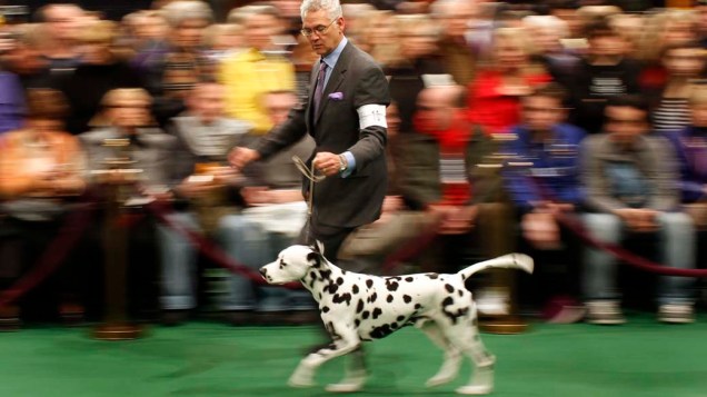 Dálmata e seu treinador durante o 136º Show de Cães do Clube "Westminster Kennel" em Nova York
