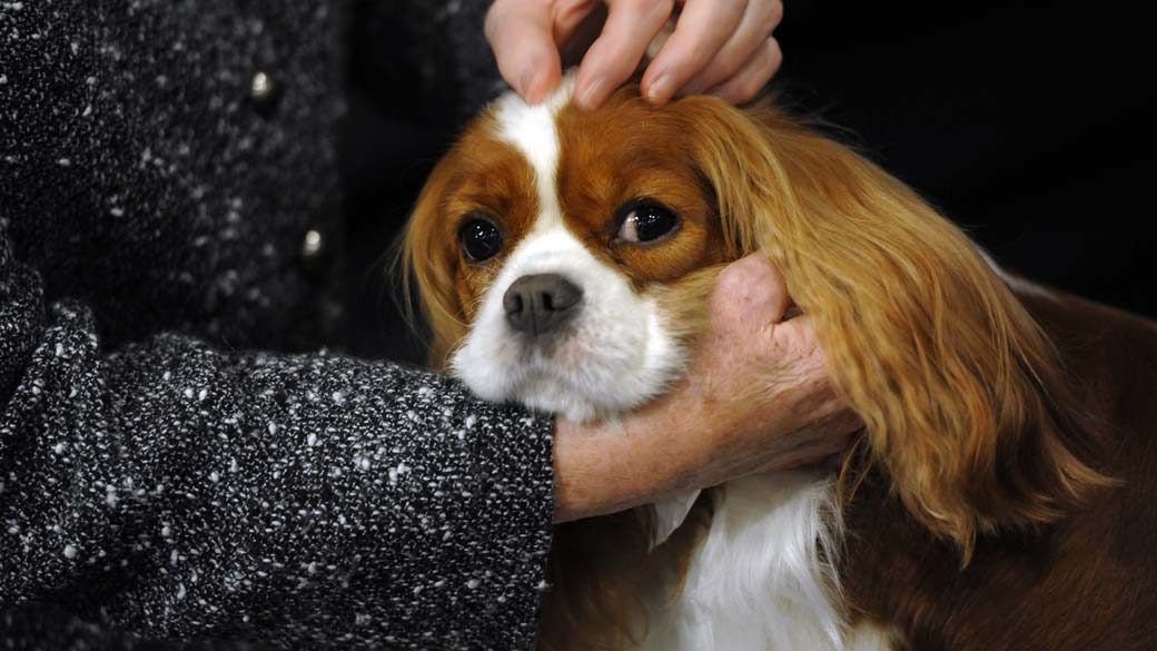 Cão da raça "Cavalier King Charles Spaniel" durante preparação para o 136º Show de Cães do Clube "Westminster Kennel" em Nova York