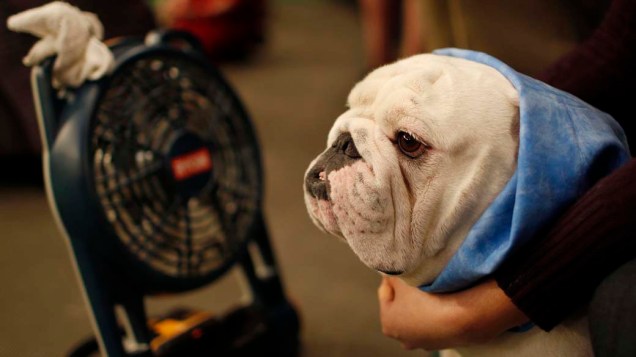 Bulldog durante preparação para o 136º Show de Cães do Clube "Westminster Kennel" em Nova York