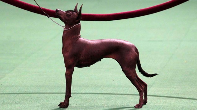 Cão da raça Xoloitzcuintli durante o 136º Show de Cães do Clube "Westminster Kennel" em Nova York