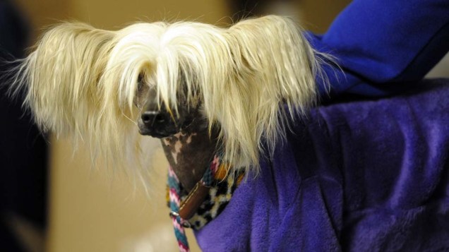Cão cristado chinês durante o 136º Show de Cães do Clube "Westminster Kennel" em Nova York