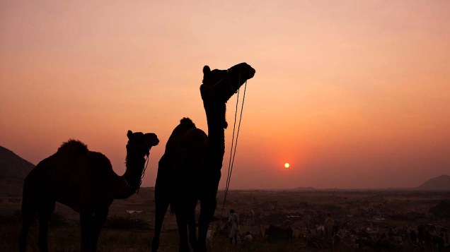 Silhuetas de camelos ao pôr-do-sol durante feira em Pushkar, Índia