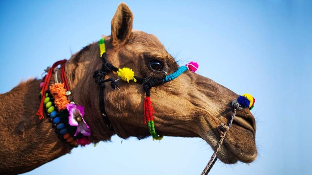 Camelo com a cabeça enfeitada durante a feira de Pushkar, Índia