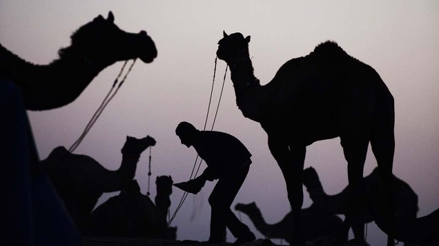 Silhuetas de camelos no fim do dia durante feira em Pushkar, Índia