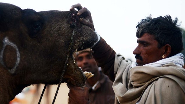 Homem examina dentes de seu animal durante feira de camelos em Pushkar, Índia