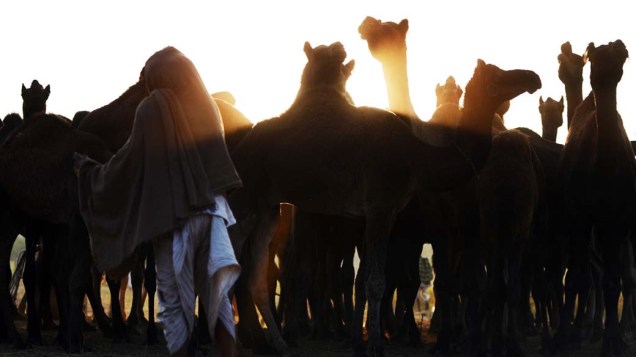 A feira atrai cerca de 300 mil pessoas e reúne aproximadamente 20 mil animais entre camelos, gado e cavalos