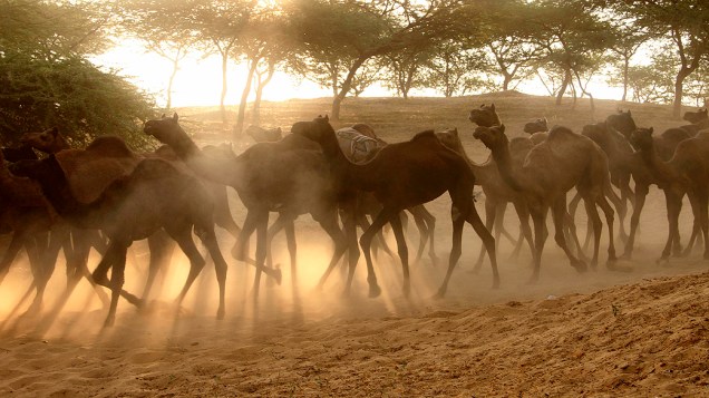 Manada de camelos corre em direção ao local onde se realiza a feira anual de Pushkar, Índia