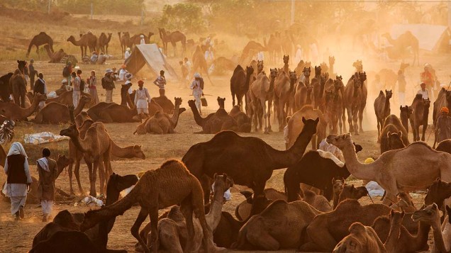 Pastores e camelos durante feira anual em Pushkar, Índia
