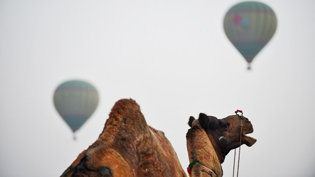 Camelo posto a venda e balões usados para transportar turistas durante a feira anual de Pushkar