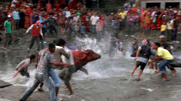 Pessoas jogam água em búfalo preparando-o para sacrifício no Festival Dashain em Katmandu, no Nepal