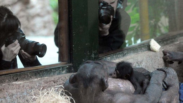 Filhote de chimpanzé com sua mãe no zoológico Bratislava, Eslováquia