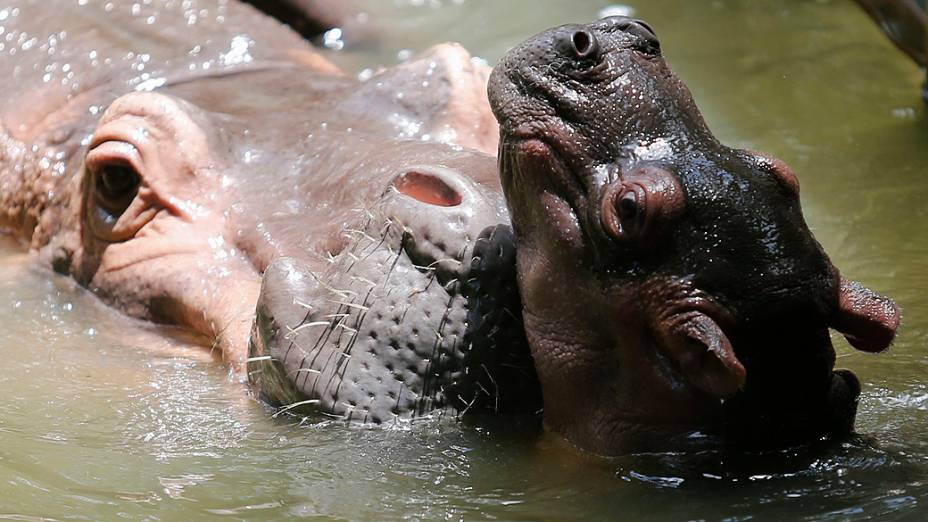 Filhote de hipopótomo de quatro dias brinca com a mãe no zoológico de Kuala Lumpur