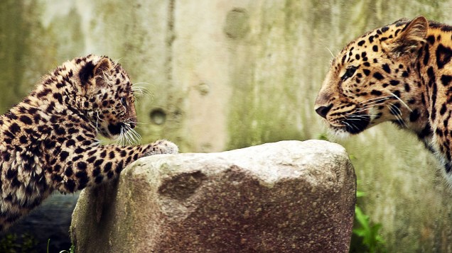 Leopardo de três meses, chamado de Argoun, passeia pela primeira vez por sua jaula em zoológico na França