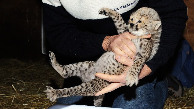 Veterinário segura um dos três leopardos recém-nascidos no zoológico Palmyre em Les Mathes, oeste da França